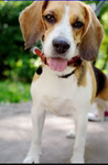 Beagle besties