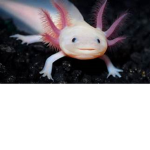 Thy Axolotls