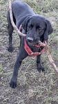 Bow_the_dog