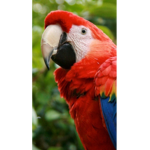 ParrotCLUB