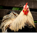 CHICKEN POOOWWWERRRRRR