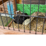 Guinea pig gang! Only for people who love FUNNNNN!