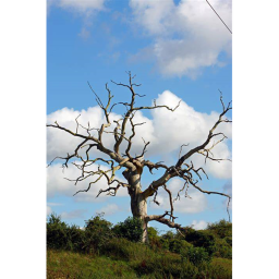 Tree Chopping SIMULATOR
