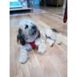 Dogs are cuties