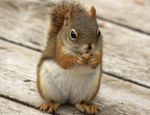The Aesthetic Squirrels
