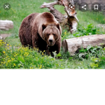 Bears! <3