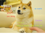 Doges Are Epic :D
