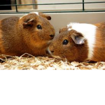 Guinea_piggie_