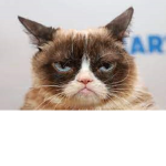 The Grumpy Cat Party