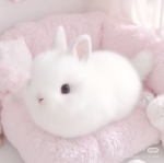 irlbunny