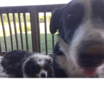 Puppy Fever!