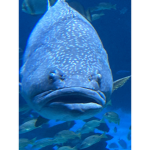 Big fishy squib
