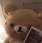 Mylocalbear