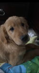 ME DOGGY!