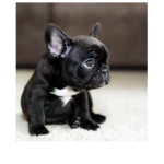 I luv dogs so much there the cutest