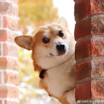 Corgis for life -w-
