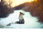 The Lonely Foxes Soccer team