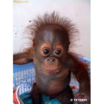 MonkeyDunky