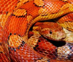 orange snakes