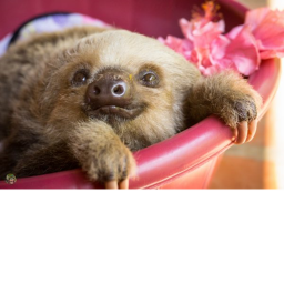 Downtown Sloth