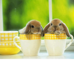 Bunny Fans Group