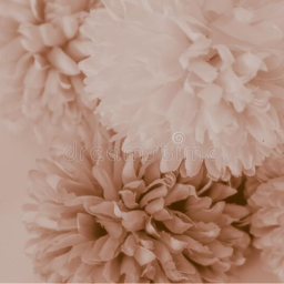 ʚɞ