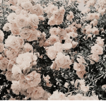 ~chxls~