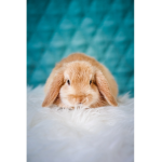 bunnies favourite fan group