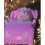 The Beautiful hamsters
