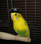Parakeet Community