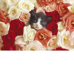 Cats and kittens <3