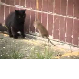 RATS VS CATS icon