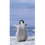 Penguins squadss