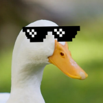 furry ducks