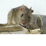 ThE rAtS...0-0