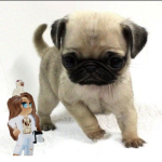 The Fluffier Pugs