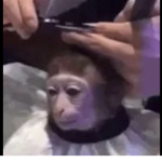 Return to monkey