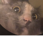 BigCatBlueberry