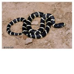kingsnakes are united