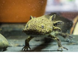 Axolotl Hagout