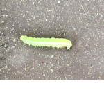 CATERPILLAR CULT
