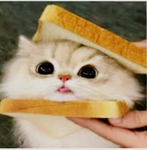 cat head sandwiches are not for eating they pets!!