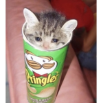 cat cloutt <3
