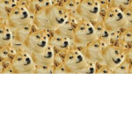 THE DOGES of memes