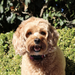 michellesdogfanclub