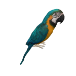 blue-and-yellow macaw on head