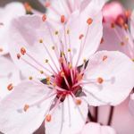 ✿ - ̗̀ Blossom ̖́- ✿