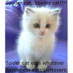 :) The Kitten Squad :)