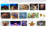 The Starfish Clan