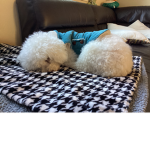 The Doggie Angels